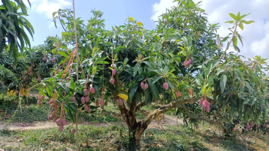 ������ʱ��(�й���)�������ǲ�!